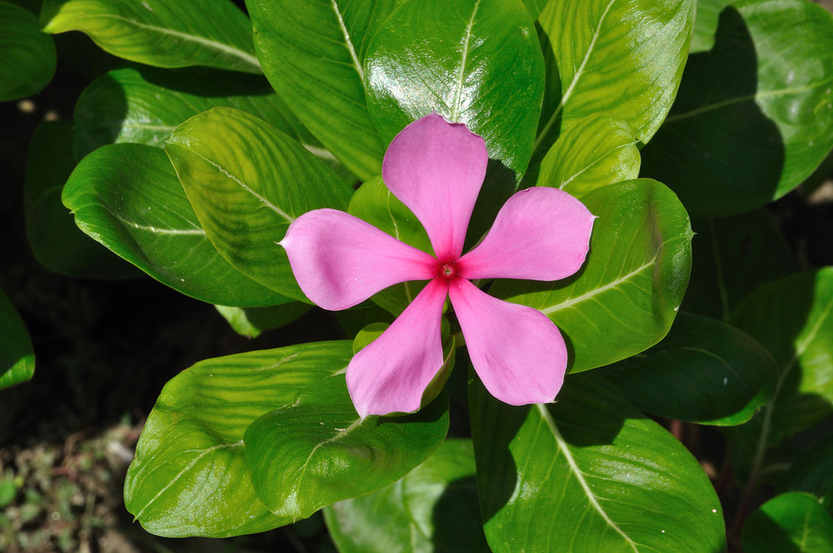 Catharanthus Wikipedia