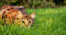Photo en couleur montrant en gros plan un chat dans l'herbe guettant une proie