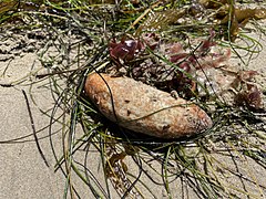 File:Caudina arenicola on a beach.jpg (Category:Caudinidae)