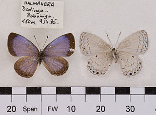 <i>Celastrina philippina</i> Species of butterfly