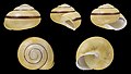 * Nomination Shell of a White-lipped snail, Cepaea hortensis --Llez 06:44, 4 December 2021 (UTC) * Promotion  Support Good quality. --Ermell 09:13, 4 December 2021 (UTC)