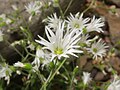 Cerastium schizopetalum