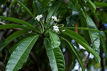 Foliage and flowers