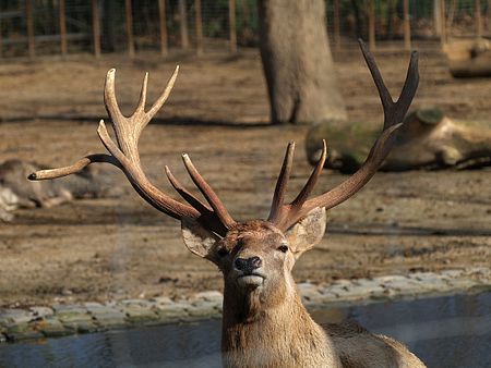 Cervus.elaphus.bactrianus.male.jpg