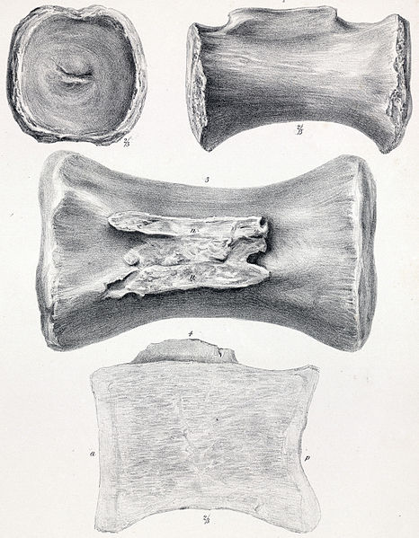 Caudal vertebra of C. longus