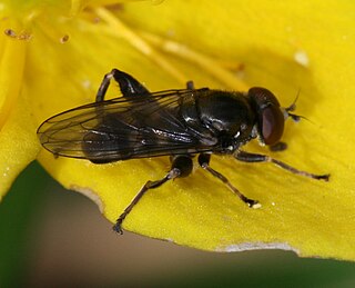 <i>Chalcosyrphus nemorum</i> Species of fly