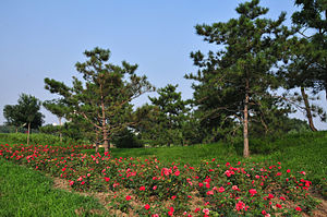 Taman Chaoyang