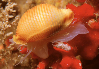 <i>Ipsa childreni</i> Species of gastropod