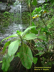 שרפנטיירה densiflora.jpg