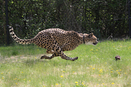 A Cheetah at the zoo