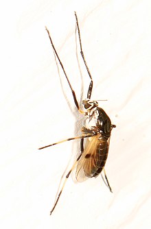 Chironom Midge - Coelotanypus scapularis, Вудбридж, Вирджиния.jpg