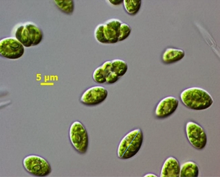 <span class="mw-page-title-main">Characiochloridaceae</span> Family of algae