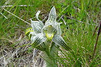 Chloraea magellanica