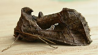 <i>Chrysodeixis subsidens</i> Species of moth