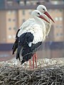 * Nomination A couple of Ciconia ciconia (White storks) in a nest in Zamora, Spain.--Drow male 18:26, 26 March 2019 (UTC) * Promotion Can you please remove the green CA? --Poco a poco 20:57, 26 March 2019 (UTC) Sorry, but I don't know how to edit pictures.--Drow male 22:06, 26 March 2019 (UTC)  Done--by Eatcha --Drow male 08:58, 27 March 2019 (UTC) The green CA is still there around eyes and peaks --Poco a poco 19:05, 28 March 2019 (UTC)  Done- green CA around eyes and beaks removed -- Eatcha 21:09, 28 March 2019 (UTC) The CA is now gone, but he image is more grainy that it was in the first version, sorry, not a QI to me anymoer --Poco a poco 21:40, 29 March 2019 (UTC) can u please take a look again, I made it's less grainy. Eatcha 12:12, 30 March 2019 (UTC)  Support Ok, just over the bar given the file size --Poco a poco 10:24, 31 March 2019 (UTC)