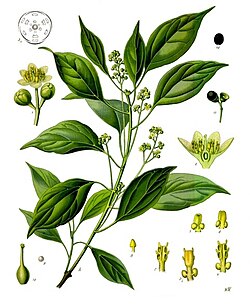 Cinnamomum camphora (ilustração de Köhler's Medizinal-Pflanzen)