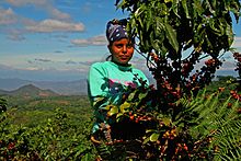 A woman picks coffee on the slopes of the Rainforest Alliance Certified cooperative Ciudad Barrios in El Salvador. CiudadBarrioscoffeepicker.jpg