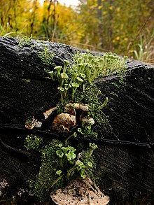 Cladonia fimbriata.jpg