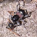 Clerus mutillarius