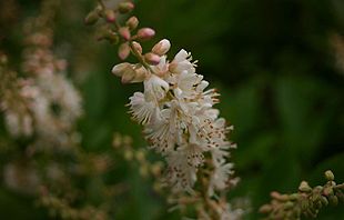Blomsterstanden hos Konvalbusk (Clethra alnifolia)..