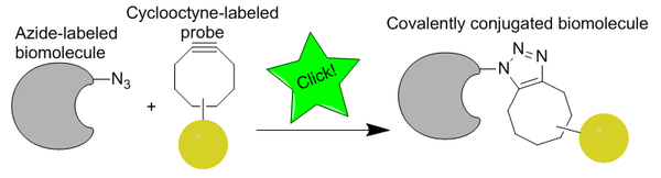 click chemistry labeling Clickscheme.png