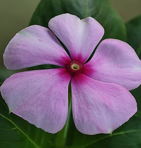 File:Close-up view of Catharanthus roseus (known as Nayantara in Bengali) in West Bengal, India, photographed by Yogabrata Chakraborty, on October 2, 2021.jpg