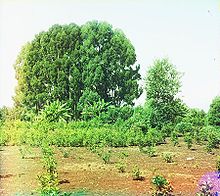 Grupo de eucaliptos y plantación de Olea fragrans (olivo dulce) en Chakva.jpg