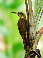 Thumbnail for Cocoa woodcreeper