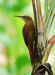 Cocoa woodcreeper Species of bird