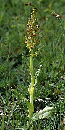 Frog Orchid, Coeloglossum viride Coeloglossum viride 01 mg-k.jpg