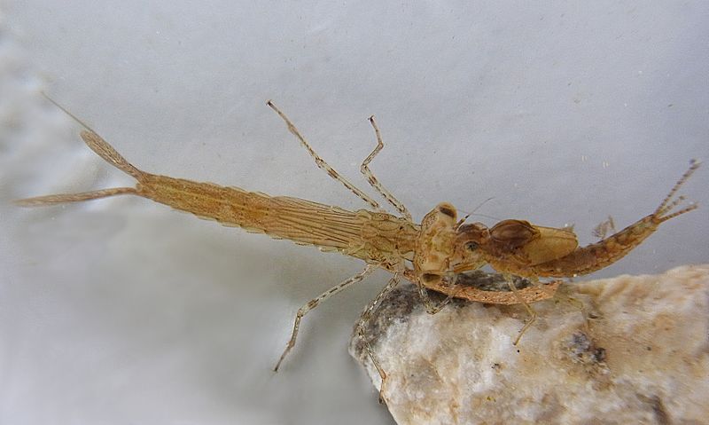 Datei:Coenagrion puella larva1.jpg