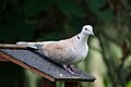 Collared Dove, France (124664149).jpg