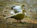 Collared doves (18112606994).jpg