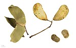 Mopaanipuu seemned