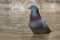 * Nomination Rock dove (Columba livia) at Retiro Park, Madrid, Spain. --Kadellar 12:04, 25 April 2015 (UTC) * Promotion  Support Nice and QI--Lmbuga 12:06, 25 April 2015 (UTC)