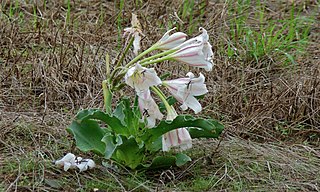 <i>Crinum macowanii</i> Species of flowering plant