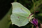Common brimstone butterfly (Gonepteryx rhamni) male.jpg