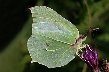 Macho da borboleta-limão (Gonepteryx rhamni), fotografado em Parsonage Moor, Oxfordshire, Inglaterra. (definição 4 238 × 2 825)