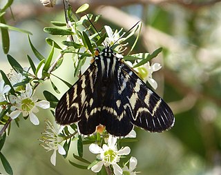 <i>Comocrus behri</i> Species of moth