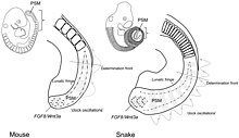 Diagram illustrating differential somite size due to difference in somitogenesis clock oscillation Comparative somite creation.jpg