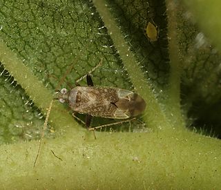 <i>Compsidolon salicellum</i> Species of true bug