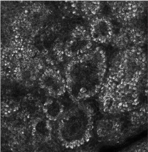 Wirbeltiere Epidermis: Stratum basale, Stratum spinosum, Stratum granulosum