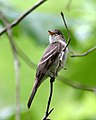 Eastern wood pewee has two crisp, pale wing bars and long primary projection.