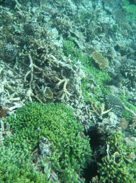 Coral reefs in Kepulauan Seribu