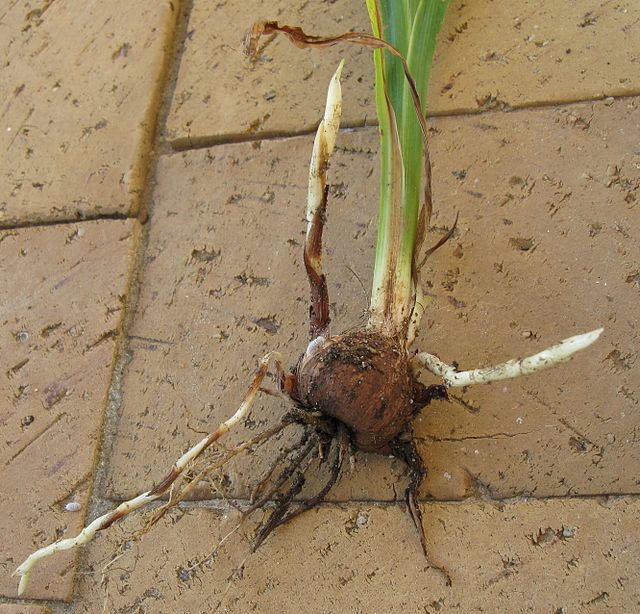 Stolons growing from nodes from a corm of Crocosmia