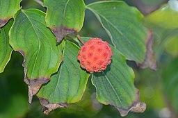 Cornus kousa 4499