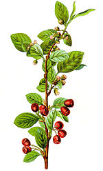 Vignette pour Cotoneaster integerrimus