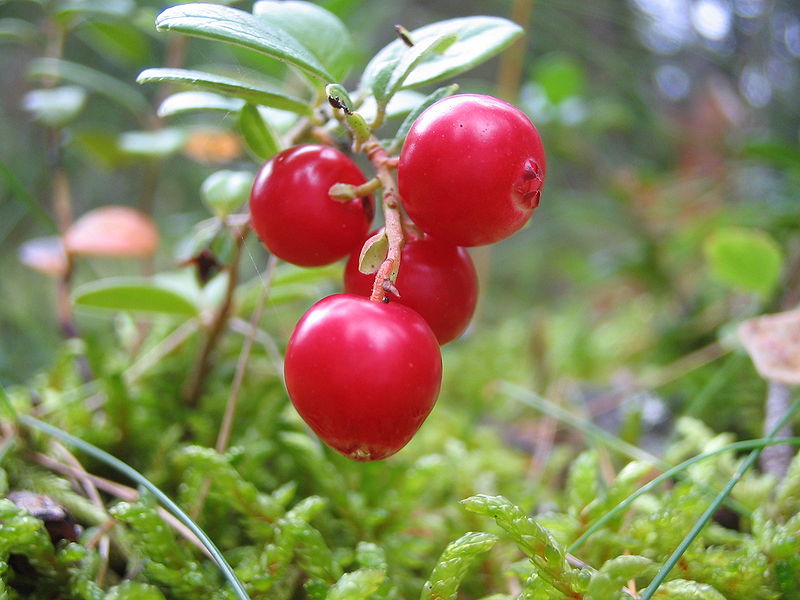 صورة:Cowberry.jpg