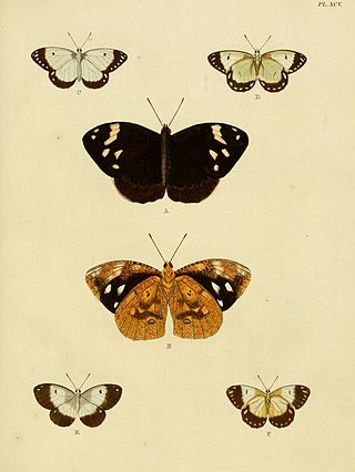 <i>Dynastor</i> Genus of brush-footed butterflies