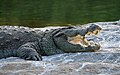 * Nomination Mugger crocodile (Crocodylus palustris) basking with open mouth, Ranganathittu Bird Sanctuary --Tagooty 00:58, 9 March 2024 (UTC) * Promotion  Support Good quality. --Rjcastillo 03:12, 9 March 2024 (UTC)